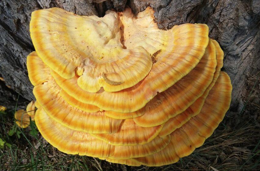  You Will Never Believe These Bizarre Truths Behind Reishi